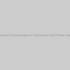Image of Recombinant Corynebacterium Diphtheriae ripA Protein (aa 1-335)